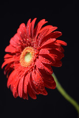 gerbera, flower, black, red