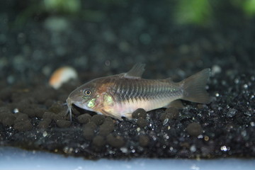 Fototapeta premium Emarald Corydora - grey colored beautiful cat fish.