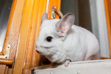Obraz premium White chinchilla is sitting near the window. Cute home pet.