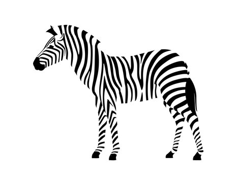 African zebra side view outline striped silhouette animal design flat vector illustration isolated on white background