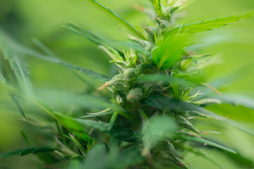 Study Structure of Marijuana leaves, Powder of Cannabis (Drugs) on a White background, For Analysis in laboratory.