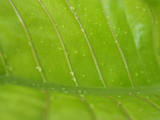 Fototapeta na wymiar Close up of raindrop on the leave