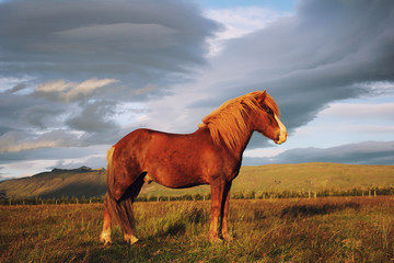 icelandic red  horse