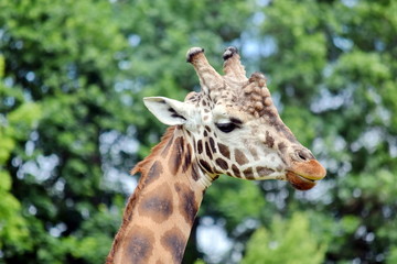 Giraffe Giraffa Reticulata Head Closeup   Portrait