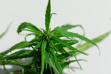 Study Structure of Marijuana leaves, Powder of Cannabis (Drugs) on a White background, For Analysis in laboratory.