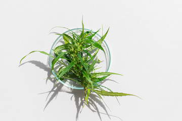 Study Structure of Marijuana leaves, Powder of Cannabis (Drugs) on a White background, For Analysis in laboratory.