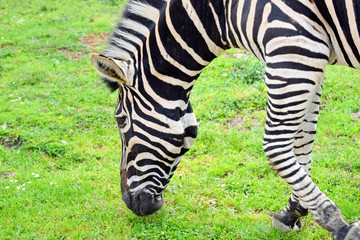 Fototapeta na wymiar Porrait of Chapman's Zebra Eating Grass