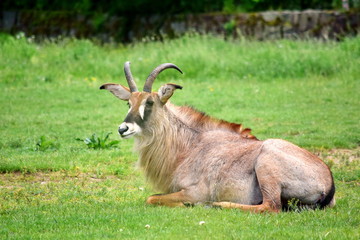 Naklejka na ściany i meble Roan Antelope Hippotragus Equinus in Nature Lying in Grass