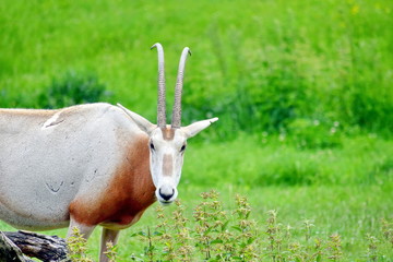 Oryx Gazella Portrait in Nature
