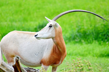 Oryx Gazella Closeup Portrait in Nature