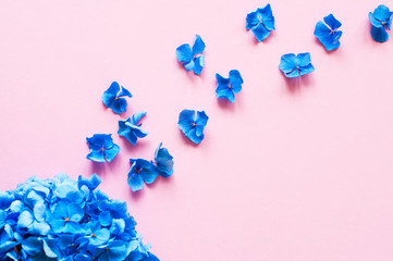 Beautiful blue hydrangea petals. Top view. Pink background.