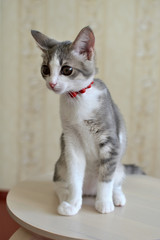 Funny gray-white kitten sitting on a stool. Blurred background.Pets