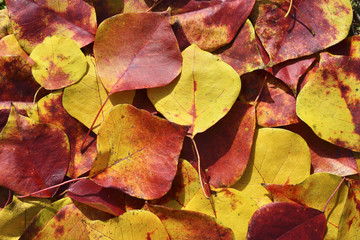 red and yellow leaves