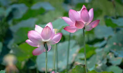 Obraz premium The blooming lotus flower swaying in the wind colorful beautiful