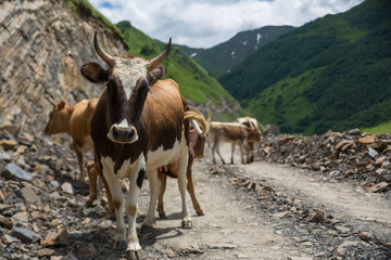 Fototapeta na wymiar Georgia, mountain road with cows. Mountain road to Dusheti region Alpine fields with cows