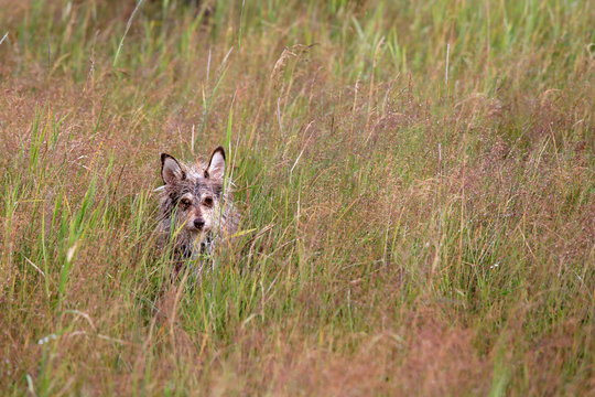 Natural background in the field where the little cute dog