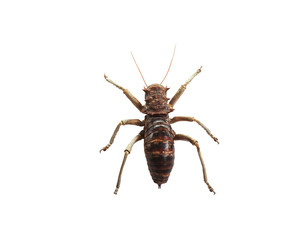 Giant Armored Cricket insect isolated on white background