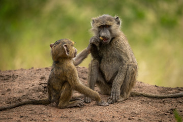 Baby reaches for food from olive baboon