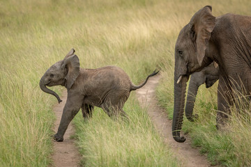Baby elephant crosses track followed by others