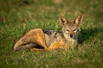 Black-backed jackal lies in grass eyeing camera