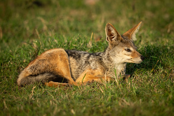 Black-backed jackal lies in grass looking right