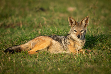 Black-backed jackal lies in grass watching camera