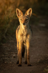 Black-backed jackal stands on track eyeing camera