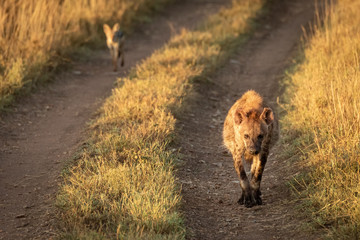Black-backed jackal follows spotted hyena on track
