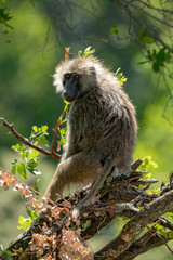 Backlit olive baboon sits in tangled branches