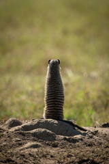 Banded mongoose standing on hind legs from behind