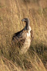 African white-backed vulture stands in long grass