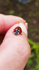 little lady bug  close up, human hand nature and insect 