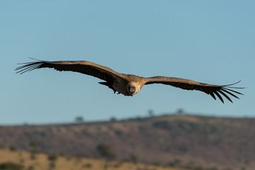 African white-backed vulture soars above grassy hills