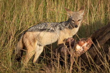 Black-backed jackal stands by carcase eyeing camera