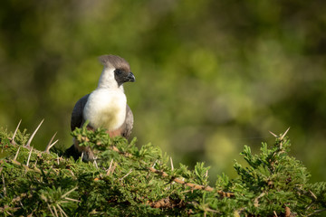 Bare-faced go-away-bird perches on thorny acacia branch