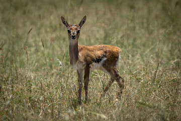 Naklejka na ściany i meble Baby Thomson gazelle in grass eyeing camera
