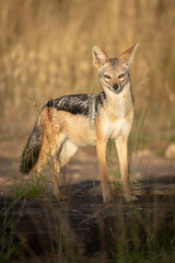 Obraz premium Black-backed jackal stands in sunshine eyeing camera