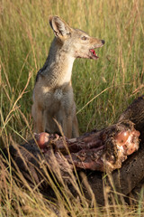 Black-backed jackal sits by carcase checking horizon