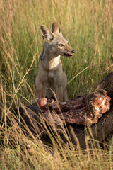 Black-backed jackal sits by carcase scanning horizon