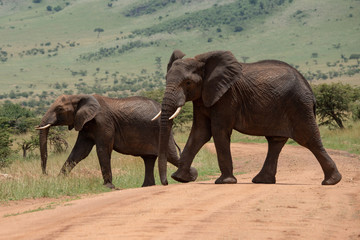 Fototapeta premium Big and small African elephant cross track