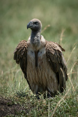 African white-backed vulture stands on grassy mound