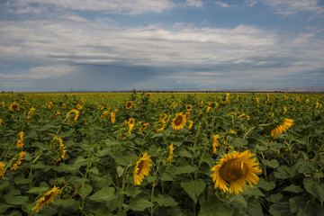 Obraz premium Sunflowers in summer field. Sun holiday nature sunflowers field summer