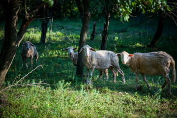 curious lambs Serbia countryside