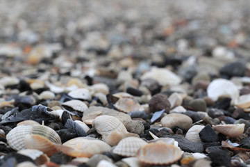 shells and pebbles on the beach unfocused background