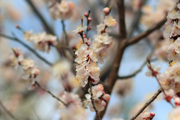 Cherry blossom in springtime. Flowering branches against the blue sky. Soft focus.