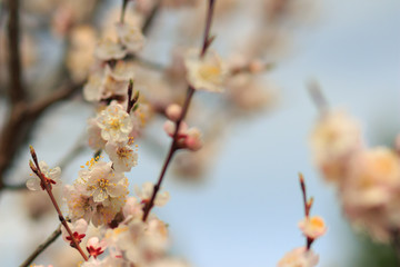 Cherry blossom in springtime. Flowering branches against the blue sky. Soft focus.