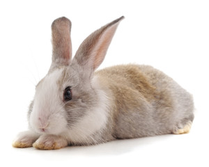 Obraz premium Jeden brązowy królik.