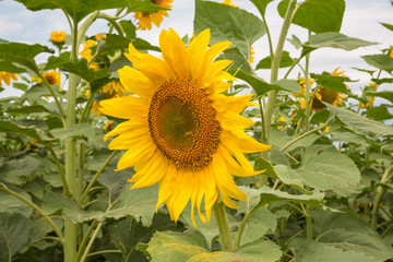 Sunflowers in summer field. Sun holiday nature sunflowers field summer