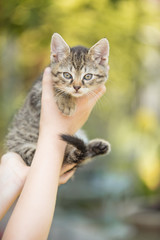 Kitten with kid in hands