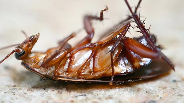 poisoned cockroach being bit by ants and struggling on the ground